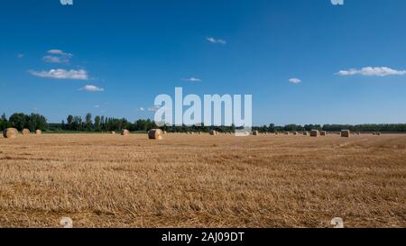 Pile di paglia - balle di fieno e laminati in pile a sinistra dopo la mietitura del grano orecchie, azienda agricola campo con colture raccolte rurale. Foto Stock