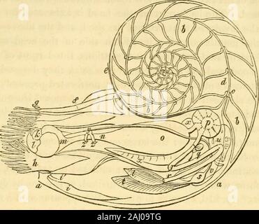 Lezioni sul confronto di anatomia e fisiologia degli animali invertebrati : consegnata presso il Royal College of Surgeons . ion dei principali caratteri organici di questo ordine,che è chiamato Tetrabranchiata, e ad una breve recensione della extinctchambered siphoniferous conchiglie, e delle loro relazioni per il existingCephalopods. Le parti molli del nautilus perla {maschera. 214.) formano un oblongmass diviso da un irregolare restringimento trasversale in due segmenti nearlyequal; il posteriore è uniformemente arrotondati, morbida e membra-nous, contenenti i visceri e adattato all'ultima camera della Foto Stock