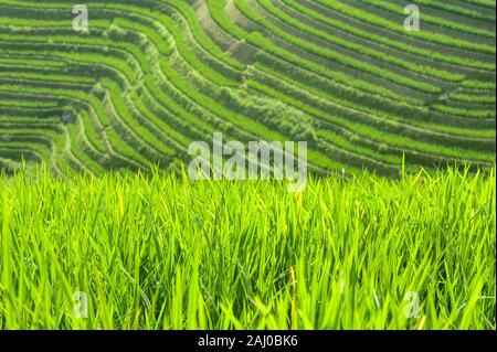 Close-up di riso verde piante che crescono nei campi di Longsheng terrazze di riso, provincia di Guangxi, Cina Foto Stock