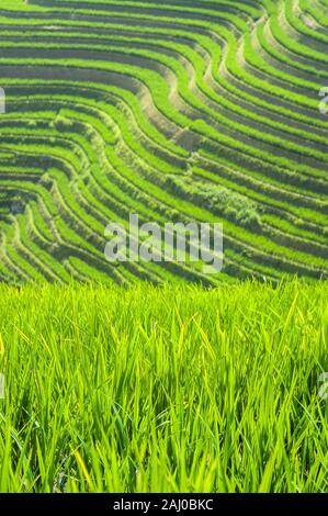 Riso Verde piante che crescono nei campi di Longsheng terrazze di riso, provincia di Guangxi, Cina Foto Stock
