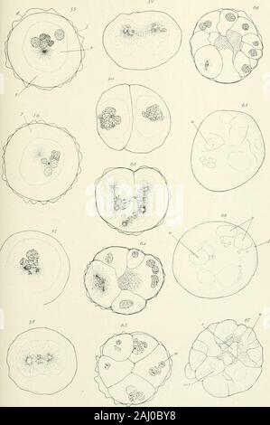 Ufficiale di zoologia sperimentale . cellule multinucleari; diffusa macchia di cromatina vicino al centro di uovo indica la posizione originale della vescicola thegerminal. Età, quattro ore e quaranta-due minuti. Leitz oc. 3, ob. 1-12. Fig. 63. Numerose vescicole in ciascuna cella; piani di clivaggio completo. Età, quattro ore e quaranta-twominutes. Leitz oc. 3, ob. 1-12. Fig. 64. Uovo che mostrano clivaggio tipici. Bgure mitotico in una cella; più vesiclein nucleare altri; parte della cavità di segmentazione presente. Età, otto ore e quaranta-sette minuti. Leitzoc. 3, ob. 1-12. Fig. 65. Uovo tipico della segmentazione incompleta con pro Foto Stock