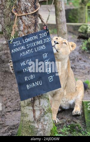 ZSL London Zoo, 2 gennaio 2020. In pericolo critico lions asiatico (Panthera leo leo) vengono contati e leonessa Heidi, 9 anni, va ad ispezionare il nome scheda. I custodi del giardino zoologico allo Zoo di Londra sono pronti a contare gli animali presso lo Zoo di constatazione annua. Prendersi cura di più di 500 specie diverse, ZSL London Zoo keepers faccia ancora una volta il compito impegnativo di contati ogni mammifero, uccelli, rettili di pesci e invertebrati allo Zoo.La revisione annuale è requisito per lo zoo di licenza. Credito: Imageplotter/Alamy Live News Foto Stock