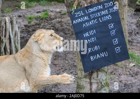 ZSL London Zoo, 2 gennaio 2020. In pericolo critico lions asiatico (Panthera leo leo) vengono contati e leonessa Heidi, 9 anni, va ad ispezionare il nome scheda. I custodi del giardino zoologico allo Zoo di Londra sono pronti a contare gli animali presso lo Zoo di constatazione annua. Prendersi cura di più di 500 specie diverse, ZSL London Zoo keepers faccia ancora una volta il compito impegnativo di contati ogni mammifero, uccelli, rettili di pesci e invertebrati allo Zoo.La revisione annuale è requisito per lo zoo di licenza. Credito: Imageplotter/Alamy Live News Foto Stock