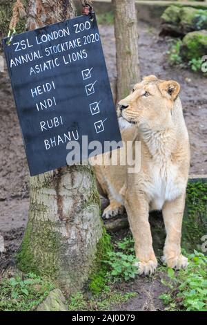 ZSL London Zoo, 2 gennaio 2020. In pericolo critico lions asiatico (Panthera leo leo) vengono contati e leonessa Heidi, 9 anni, va ad ispezionare il nome scheda. I custodi del giardino zoologico allo Zoo di Londra sono pronti a contare gli animali presso lo Zoo di constatazione annua. Prendersi cura di più di 500 specie diverse, ZSL London Zoo keepers faccia ancora una volta il compito impegnativo di contati ogni mammifero, uccelli, rettili di pesci e invertebrati allo Zoo.La revisione annuale è requisito per lo zoo di licenza. Credito: Imageplotter/Alamy Live News Foto Stock