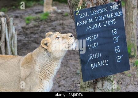 ZSL London Zoo, 2 gennaio 2020. In pericolo critico lions asiatico (Panthera leo leo) vengono contati e leonessa Heidi, 9 anni, va ad ispezionare il nome scheda. I custodi del giardino zoologico allo Zoo di Londra sono pronti a contare gli animali presso lo Zoo di constatazione annua. Prendersi cura di più di 500 specie diverse, ZSL London Zoo keepers faccia ancora una volta il compito impegnativo di contati ogni mammifero, uccelli, rettili di pesci e invertebrati allo Zoo.La revisione annuale è requisito per lo zoo di licenza. Credito: Imageplotter/Alamy Live News Foto Stock