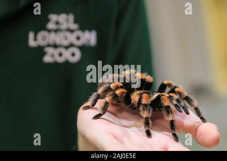 ZSL London Zoo, 2 gennaio 2020. Il detentore Adam Morton si avvicina ad un bambino di 6 anni rosso messicano-impastare il ragno o redknee tarantula (Brachypelma smithi, Brachypelma hamorii) chiamato Katie. I custodi del giardino zoologico allo Zoo di Londra sono pronti a contare gli animali presso lo Zoo di constatazione annua. Prendersi cura di più di 500 specie diverse, ZSL London Zoo keepers faccia ancora una volta il compito impegnativo di contati ogni mammifero, uccelli, rettili di pesci e invertebrati allo Zoo.La revisione annuale è requisito per lo zoo di licenza. Credito: Imageplotter/Alamy Live News Foto Stock