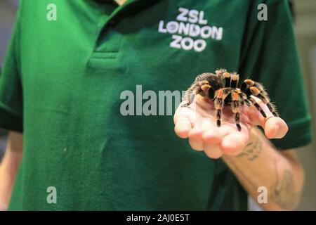 ZSL London Zoo, 2 gennaio 2020. Il detentore Adam Morton si avvicina ad un bambino di 6 anni rosso messicano-impastare il ragno o redknee tarantula (Brachypelma smithi, Brachypelma hamorii) chiamato Katie. I custodi del giardino zoologico allo Zoo di Londra sono pronti a contare gli animali presso lo Zoo di constatazione annua. Prendersi cura di più di 500 specie diverse, ZSL London Zoo keepers faccia ancora una volta il compito impegnativo di contati ogni mammifero, uccelli, rettili di pesci e invertebrati allo Zoo.La revisione annuale è requisito per lo zoo di licenza. Credito: Imageplotter/Alamy Live News Foto Stock