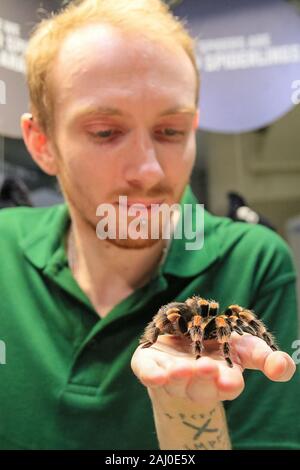 ZSL London Zoo, 2 gennaio 2020. Il detentore Adam Morton si avvicina ad un bambino di 6 anni rosso messicano-impastare il ragno o redknee tarantula (Brachypelma smithi, Brachypelma hamorii) chiamato Katie. I custodi del giardino zoologico allo Zoo di Londra sono pronti a contare gli animali presso lo Zoo di constatazione annua. Prendersi cura di più di 500 specie diverse, ZSL London Zoo keepers faccia ancora una volta il compito impegnativo di contati ogni mammifero, uccelli, rettili di pesci e invertebrati allo Zoo.La revisione annuale è requisito per lo zoo di licenza. Credito: Imageplotter/Alamy Live News Foto Stock