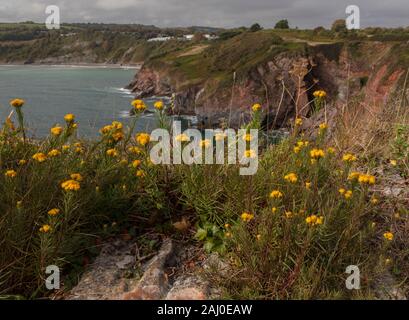 La storia di Riccioli d'oro, Aster linosyris Galatella, in fiore sulle falesie calcaree di Berry Head South Devon. Molto rara nel Regno Unito. Foto Stock