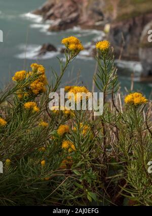 La storia di Riccioli d'oro, Aster linosyris Galatella, in fiore sulle falesie calcaree di Berry Head South Devon. Molto rara nel Regno Unito. Foto Stock
