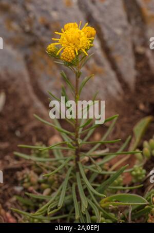 La storia di Riccioli d'oro, Aster linosyris Galatella, in fiore sulle falesie calcaree di Berry Head South Devon. Molto rara nel Regno Unito. Foto Stock