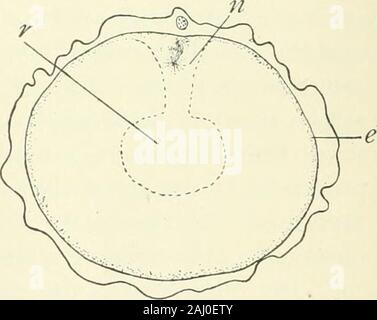 Ufficiale di zoologia sperimentale . Fig. I. diagrammi per mostrare le modifiche nella forma di uova durante l'espulsione del globulo polare. Collapsein il diametro polare per mostrare come primo mandrino di maturazione arriva alla superficie, in un (tipico), e B(piuttosto raro). Primo corpo polare che viene espulso in C, uovo riacquistare forma sferica; D, anaphaseof il secondo mandrino di maturazione, l'uovo quasi sferica. Camera lucida. Leitz oc. ho obj. 1-12. Fig. Mi mostrano condizioni trovate in questo momento. Il tipico conditionis mostrato in Fig. Ho, //, dove il diametro polare è la transversediameter circa nella proporzione di t Foto Stock