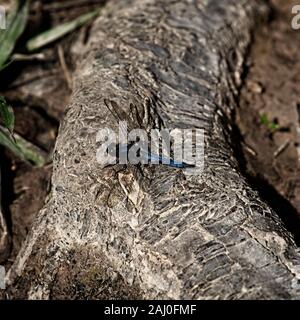 Blue Dragon Fly on Log in the Woods Foto Stock