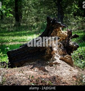 I boschi, TX USA - 04-02-2019 - Bruciata Albero caduto il moncone Foto Stock