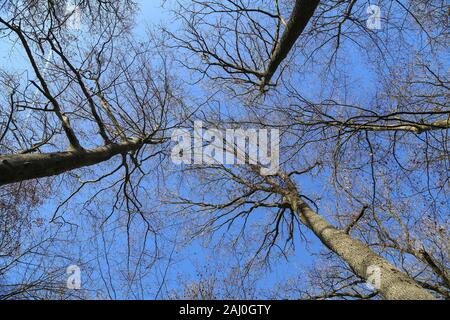 Le cime degli alberi della foresta contro il cielo blu Foto Stock