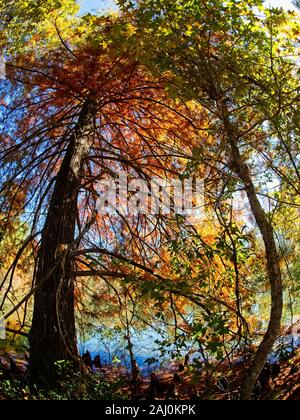 Conroe, TX USA - 11/15/2019 - caduta di alberi colorati dal lago 1 Foto Stock