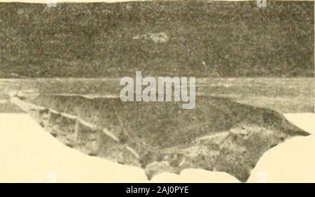 Manuale dell'orto insetti . Fig. 3. - Importati wormsuspended cavolo per pupation (X 1^). Fig. 4. - Crisalide di importedcabbage worm (X 25). Manuale dell'Orto degli insetti Foto Stock