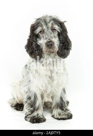 Bianco nero e grigio blu Stefano Cocker Spaniel dog sitter & posa su sfondo bianco Foto Stock