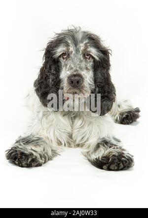 Bianco nero e grigio blu Stefano Cocker Spaniel dog sitter & posa su sfondo bianco Foto Stock