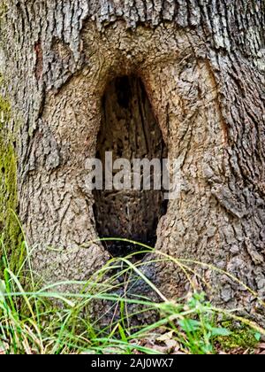La molla TX USA - 10/10/2019 - foro albero nel bosco Foto Stock