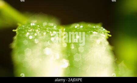 Il fitto fogliame rende il mistero nelle foreste selvagge. Le foglie verdi hanno gocce di rugiada sui loro steli, la luce del sole scintilla dietro le foglie Foto Stock