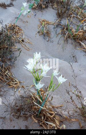 Pancratium maritimum o Daffodil mare sulla spiaggia di Caños de Meca, Costa de la Luz in Andalusia, Spagna. Foto Stock