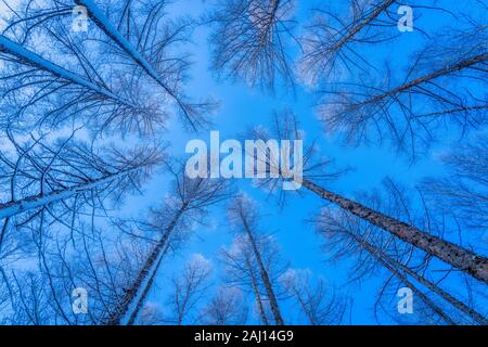 Snow-alberi coperti di Harbin in Cina durante il periodo invernale Foto Stock