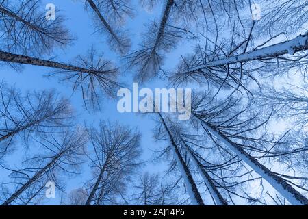 Snow-alberi coperti di Harbin in Cina durante il periodo invernale Foto Stock