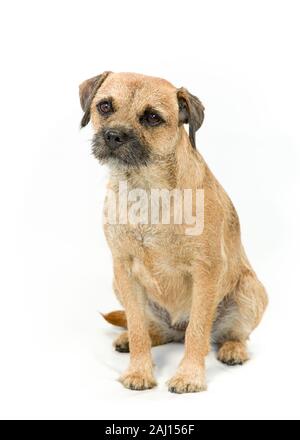 Border Terrier Dog sitter & Posa su sfondo bianco Foto Stock