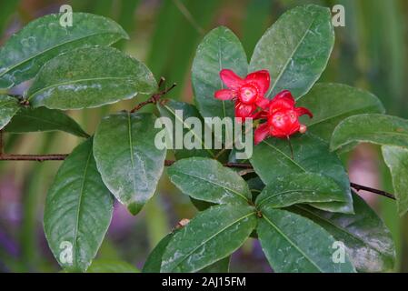 Ochna è un genere comprendente 86 specie di alberi sempreverdi, arbusti e shrublets appartenenti alla famiglia Ochnaceae. Foto Stock