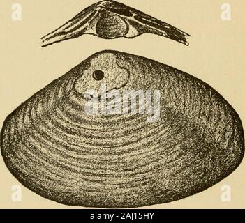 La vita animale del nostro litorale con speciale riferimento al New Jersey costa e la sponda meridionale di Long Island . corpo e piede dell'animale, la parte che isso generosamente consumati da tutti gli amanti di theshell-pesce. In questa massa carnosa l'apertura della bocca si apre, e in esso è contenuta la greaterpart del tubo digerente. Sul retro di theanimal il mantello-margini sono uniti ad uno un altro ed il mantello è di per sé tirati fuori nel tubo adouble o sifone, attraverso cui waterenters e lascia la parte interna del guscio. Notall bivalvi hanno tali sifoni, ma dove all ben Foto Stock