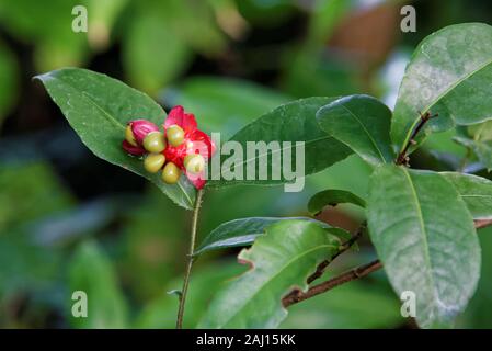 Ochna è un genere comprendente 86 specie di alberi sempreverdi, arbusti e shrublets appartenenti alla famiglia Ochnaceae. Foto Stock