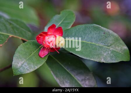 Ochna è un genere comprendente 86 specie di alberi sempreverdi, arbusti e shrublets appartenenti alla famiglia Ochnaceae. Foto Stock