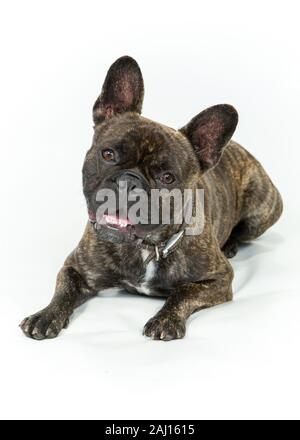 Un francese francese Bulldog Dog sitter & posa contro uno sfondo bianco Foto Stock
