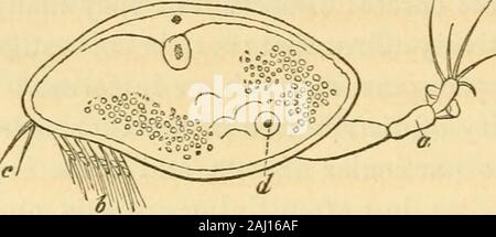 Lezioni sul confronto di anatomia e fisiologia degli animali invertebrati : consegnata presso il Royal College of Surgeons . zione di theshell del parassita; Coronula del Chelonobia al carapace della tartaruga, dell'Cineras alla coda del mare-serpente o dell'im-biancheria da letto della Acasta in sostanza di una spugna. Osservazione Tiiese-grado fenomeni sono stati spiegabile solo in quanto la scoperta di thesingular metamorfosi che la Cirripeds subiscono e dei leviti che possiedono, in corrispondenza di un periodo della loro esistenza, di raggiungere-ing e selezionando la loro peculiare e luogo appropriato di Foto Stock