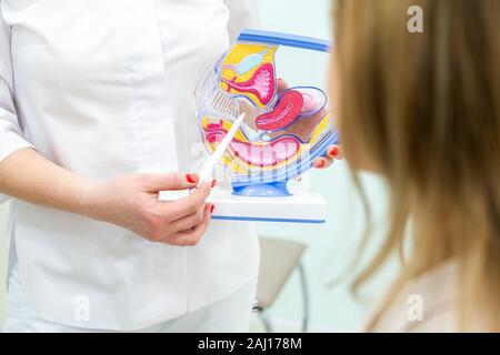 Ginecologo consulting paziente utilizzando utero modello anatomico Foto Stock