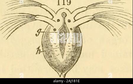 Lezioni sul confronto di anatomia e fisiologia degli animali invertebrati : consegnata presso il Royal College of Surgeons . Foto Stock