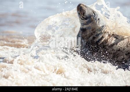 Combattendo contro gli elementi. Guarnizione con acqua di mare schizzi sopra la faccia. Fresco di acqua di mare pulita frangi onda su animale sulla riva. Marine costiere wildli Foto Stock