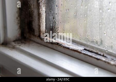 Fungo dello stampo ed umido in angolo sinistro del telaio della finestra e su vetro Foto Stock