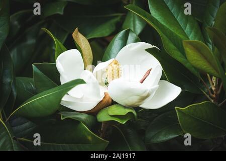 Bella bianco Magnolia grandiflora fiore tra le verdi foglie. Foto Stock