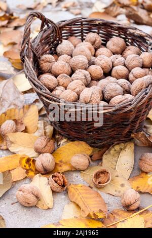 Raccolto autunnale. Con la buccia di noci in un cesto di vimini in giardino sullo sfondo di caduto foglie di giallo Foto Stock