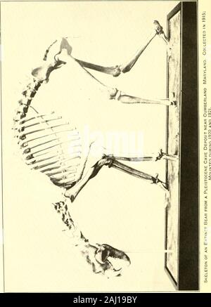 Relazione sullo stato di avanzamento e lo stato degli Stati Uniti il Museo Nazionale . Relazione della U. S. Museo Nazionale. 1921. Alla piastra 3. BEPORT DEL MUSEO NATIOjSTAL, 1921. 91 Il sig. Gidley ha continuato la sua disposizione sistematica di FortUnion tlie materiali, aggiunta di circa 200 al identificati e 450 a thecatalogd elenchi di questa collezione. Dal momento che le dimissioni della sig.ra Stelle, la posizione degli aiuti in paleo-botanica è rimasto vacante. I sigg. Bassler e Resser hanno vi-fore stata obbligata a guardare dopo che il lavoro di questa sezione. Exhibitionwork ha riguardato principalmente la serie biologica occupjdng il longwall Foto Stock