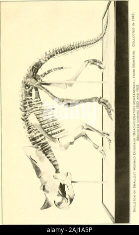 Relazione sullo stato di avanzamento e lo stato degli Stati Uniti il Museo Nazionale . preparato per uso in aspecial presentano comprendente alcuni 26 individui ora essendo installatonella un nuovo caso nell'angolo sud-est della sala espositiva. Mountsfor oltre la metà di questi sono fatti e il lavoro è ben al di sotto del titolo. Il sig. Barrett è stato impegnato per un intero anno in repairwork preparatorie, principalmente per gli esemplari provenienti dalle collezioni di studio. Men speciali-zione dovrebbe essere fatta di una completa revisione dei molti traysof Titanothere vari materiali. Sparse in parti di indi-agli individui sono stati assemblati, ossa rotte r Foto Stock
