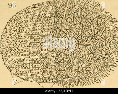 Lezioni sul confronto di anatomia e fisiologia degli animali invertebrati : consegnata presso il Royal College of Surgeons . itacrini, seminale ovarico o recipienti aremuch più numerosi e sono di dimensioni più piccole : essi occupano la innerside di ciascuna delle pinnule, sono coperti dalla morbida perisome, anddischarge il loro contenuto da deiscenza. Echinoidea.-calcareo pezzi entrando nel compositionof il complesso scheletro dell'Echinus sono quelle del guscio, di thebuccal apparecchiatura denominata lanterna, dei tubi ambulacral, edelle pedicellarias. Tutti i Echini sono ammirevoli per Foto Stock