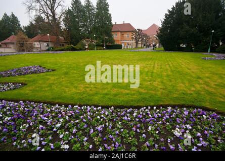 Fioritura invernale Pansy Pansises letti orto in i Giardini del Castello di Praga Repubblica Ceca Europa Foto Stock