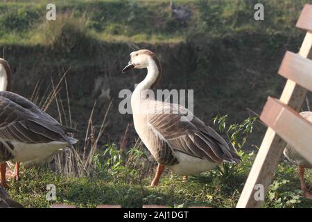 Foto di anatre in Bangladesh Foto Stock