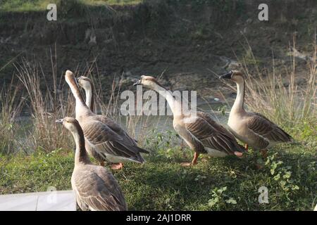 Foto di anatre in Bangladesh Foto Stock