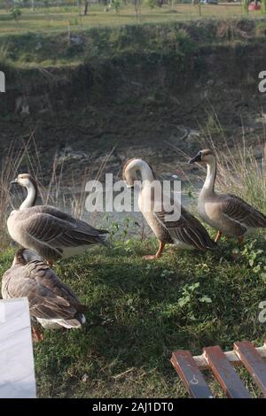 Foto di anatre in Bangladesh Foto Stock