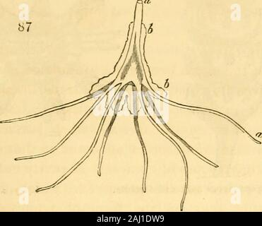 Lezioni sul confronto di anatomia e fisiologia degli animali invertebrati : consegnata presso il Royal College of Surgeons . s andtentacles dell'ovaio, che ha portato Ehrenberg per descriverli asovarian ovuli ; ma Siebold osserva che se fossero prodotte vi asgemmules con la potenza del nuoto, il marsupiale sacs, in cuisono ad acquisire effettivamente che lo sviluppo, potrebbero essere stati eliminati. Il grande o estremità cefalica successivo viene abbreviato e addensato,ed una depressione viene osservato nel suo centro che è la commencementof una cavità digerente; quindi il margine di questa cavità si espande, un Foto Stock