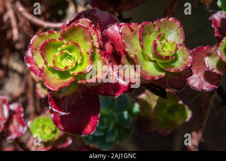 Cluster di foglie succulente close-up Foto Stock